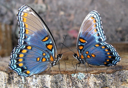 zwei blau-gelbe Schmetterlinge, Schmetterling, Paar, Flügel, Insekt, HD-Hintergrundbild HD wallpaper