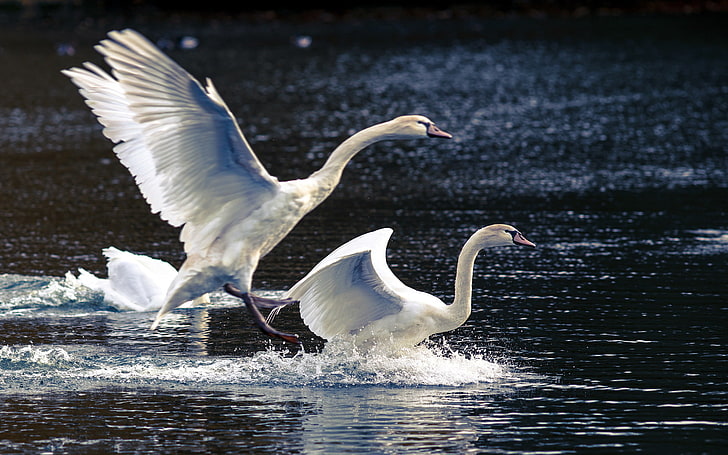 two white geese, nature, lake, swans, HD wallpaper