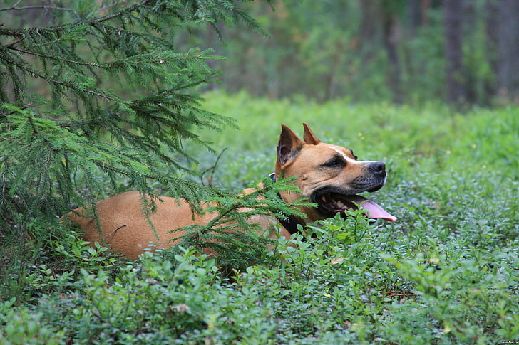 vuxen solbränna amerikansk pit bull terrier, hund, staffordshire terrier, skog, gran, HD tapet