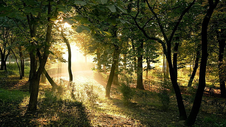 Forest Sunshine HD, зелени листни дървета], природа, гора, слънце, HD тапет
