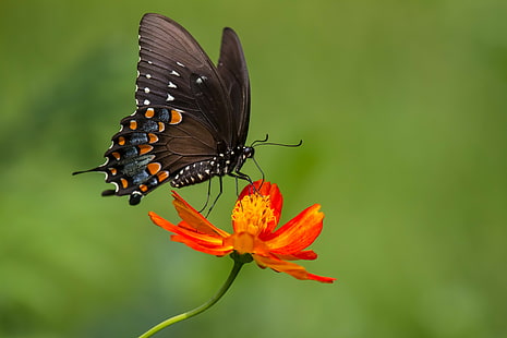 Tiere, Schmetterlinge, Blumen, Pflanzen, Makro, Schmetterling, HD-Hintergrundbild HD wallpaper