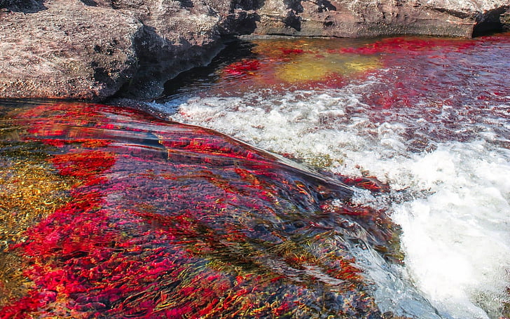 Ziemia, Caño Cristales, Tapety HD