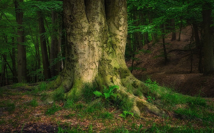 การถ่ายภาพทิวทัศน์ของต้นไม้ที่เต็มไปด้วยมอสสีเขียวธรรมชาติภูมิทัศน์ป่าฤดูใบไม้ผลิภูเขาต้นไม้ตอนเช้า, วอลล์เปเปอร์ HD