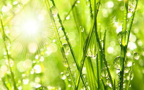 Утренняя роса на траве, роса, капли, вода, трава, природа, утро, HD обои HD wallpaper