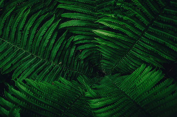 green leaves, plant, leaves, green, HD wallpaper