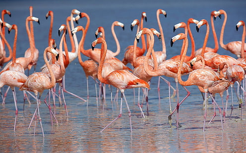 Flamingos of the Caribbean-Desktop Wallpaper bakgrunder gratis nedladdning, HD tapet HD wallpaper