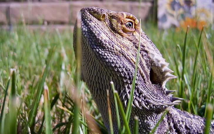 Dragón barbudo gris, lagartos, dragón barbudo, hierba, peligroso, reptil, Fondo de pantalla HD
