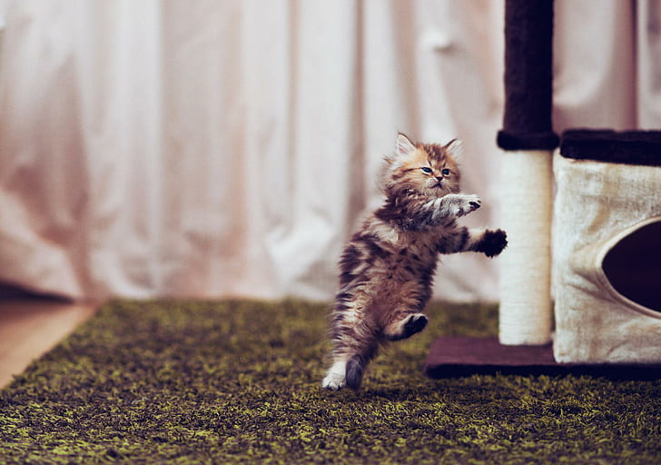 Headshot! :d, cats, kitty, animals, kitten, sweet, cute, beautiful, adorable, HD wallpaper