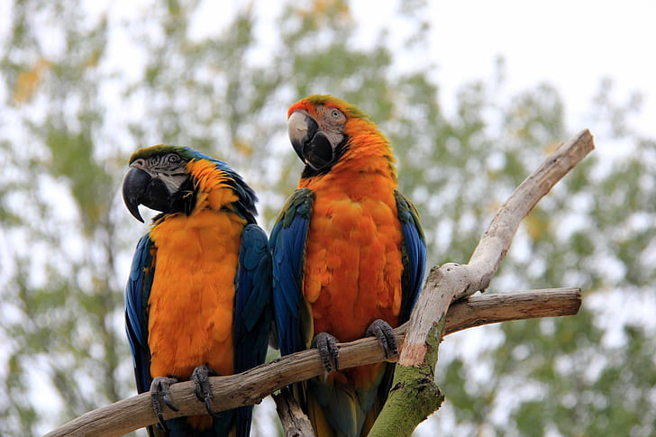 pair of orange-and-blue parrot, bourton, bourton, Birdland, Bourton on the Water, pair, orange-and-blue, blue parrot, Water  Village, Gloucestershire, County, Cotswolds, Great Britain, GB, England, UK, United Kingdom, Picturesque, Digital, DSLR  Camera, Canon EOS 550D, Photograph, Photography, Image, Photo, Picture, Snap  Shot, Female, Photographer, Pretty, Holiday, bird, parrot, animal, macaw, nature, wildlife, beak, multi Colored, pets, yellow, feather, HD wallpaper