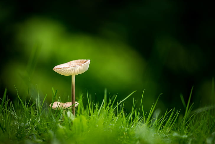 selective focus photography of fully bloom mushroom surrounded by green grass, Mushroom, selective focus, photography, bloom, green grass, Nature, Fungi, Fungus, Outdoor, Contrast, Depth of Field, DOF, Nikon  D610, f/4, VR, Waterbury  Vermont, VT, United States of America, USA, forest, toadstool, plant, autumn, close-up, grass, macro, growth, season, moss, HD wallpaper