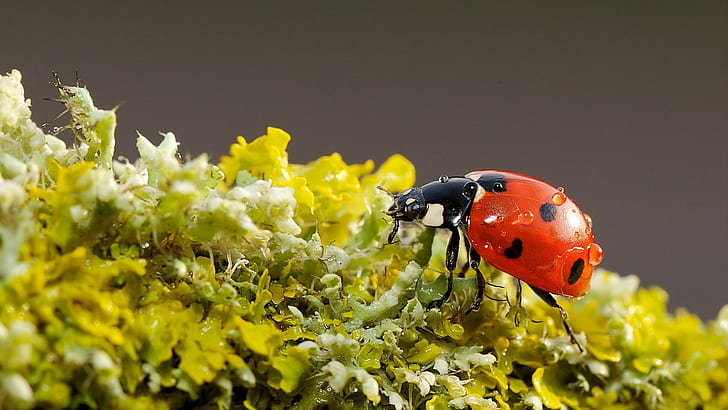 Marienkäfer, Natur, Makro, Insekt, HD-Hintergrundbild