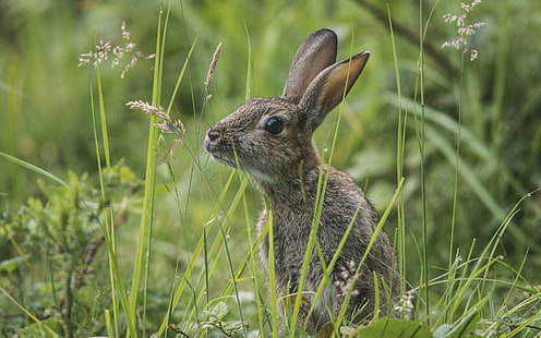 Conejo salvaje en la hierba, conejo gris, salvaje, conejito, hierba, gris, conejo, Fondo de pantalla HD HD wallpaper