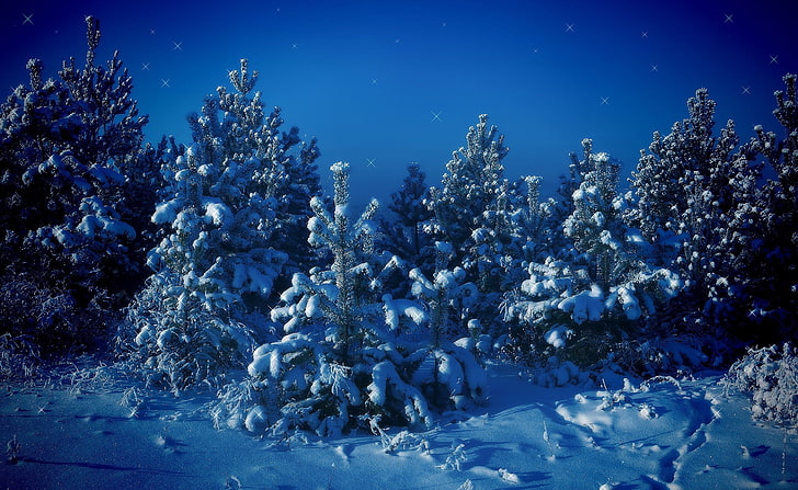 Christmas Fairyland, snowfield and tree, Seasons, Winter, Christmas, fairyland, HD wallpaper