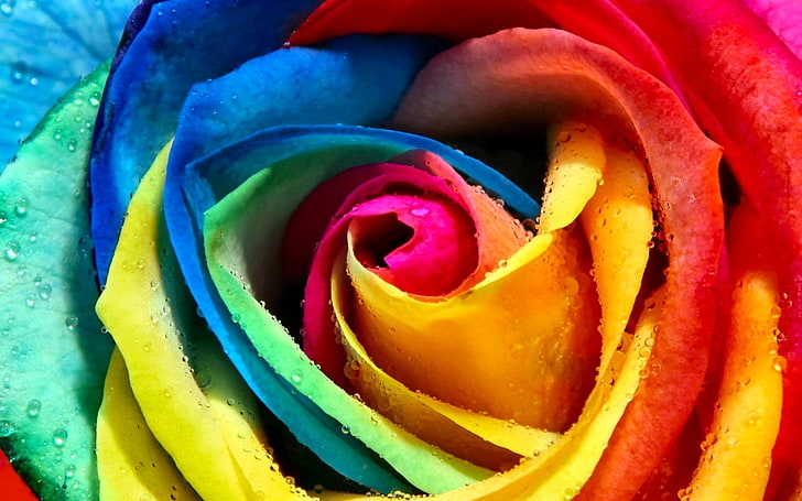 multicolored rose wallpaper, Flowers, Rose, Colorful, Flower, Nature, Water Drop, HD wallpaper
