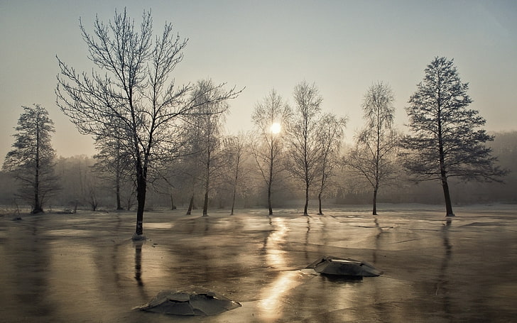 nature, landscape, winter, morning, frost, trees, mist, cold, ice, HD wallpaper