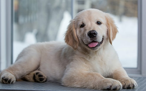 Dogs, Golden Retriever, Animal, Baby Animal, Dog, Muzzle, Puppy, HD wallpaper HD wallpaper
