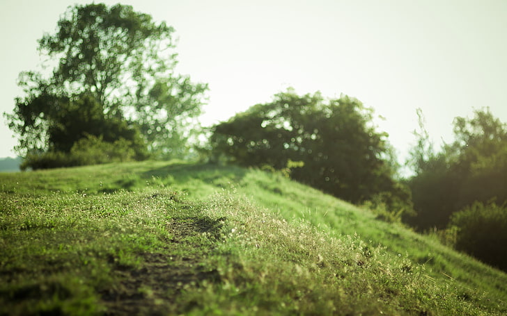 grünes Rasengras, Grün, Gras, Bäume, Hügel, Makro, HD-Hintergrundbild