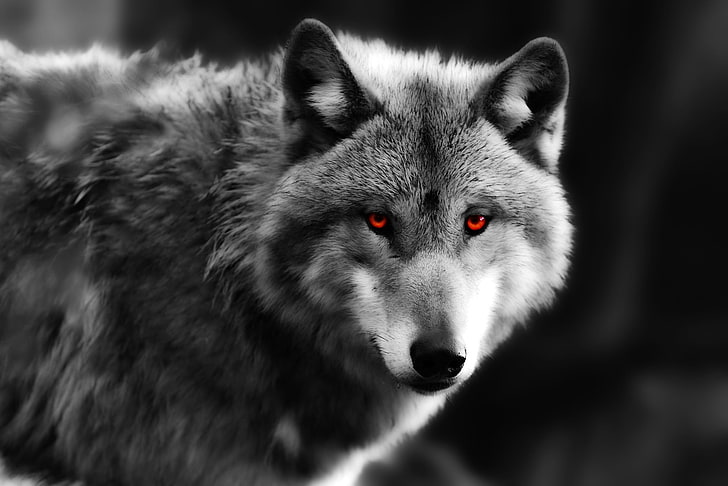 灰色オオカミ、目、外観、オオカミ、捕食者、 HDデスクトップの壁紙