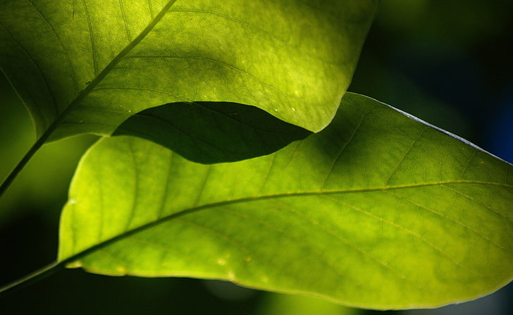 การถ่ายภาพใบไม้มาโครพืชธรรมชาติสีเขียว, วอลล์เปเปอร์ HD
