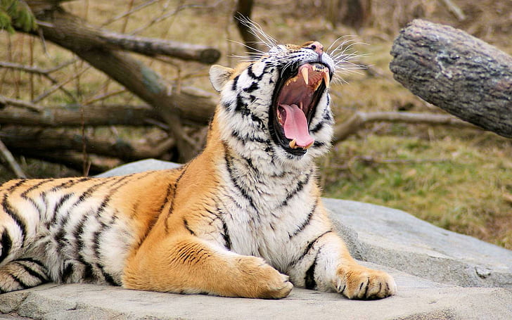 Tiger Roaring, tiger, roaring, tigers, HD wallpaper