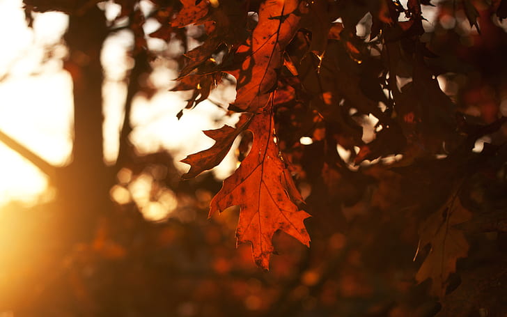 秋、空、葉、太陽、光線、木、夕日、シート、夕方、葉、季節、オーク、光。、 HDデスクトップの壁紙
