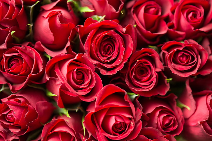 4k, สีแดง, ดอกกุหลาบ, ดอกไม้, วอลล์เปเปอร์ HD