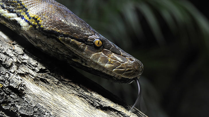 Tiere, Schlange, Reptilien, Python, HD-Hintergrundbild