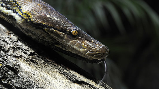 Tiere, Schlange, Reptilien, Python, HD-Hintergrundbild HD wallpaper