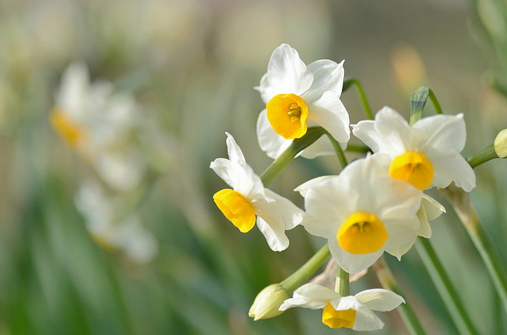 ดอกแดฟโฟดิลดอกไม้ธรรมชาติฤดูร้อนสีขาว, วอลล์เปเปอร์ HD