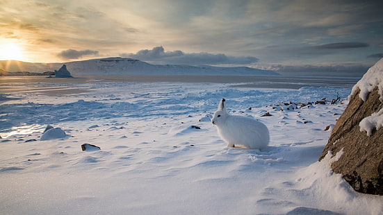 zima, śnieg, zając, Kanada, arktyczny, zając arktyczny, Tapety HD HD wallpaper