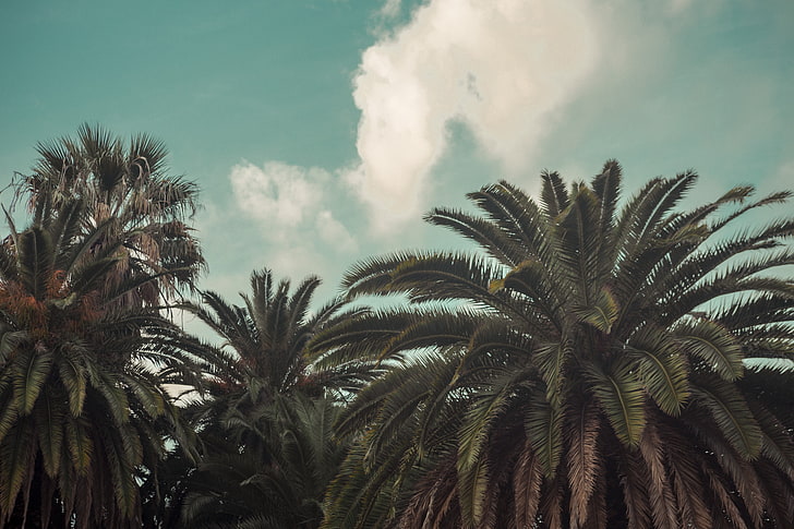 himmel, beine, grafik, stadt, bau, palmen, sommer, milch, HD-Hintergrundbild