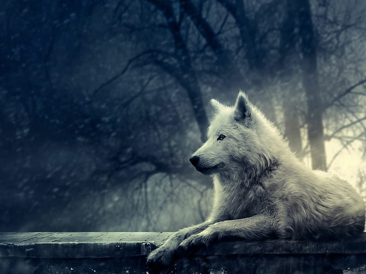 HD serigala, ilustrasi serigala putih, hewan, serigala, Wallpaper HD