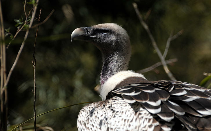 Avvoltoio grigio, avvoltoio grigio, animali, 2560x1600, uccello, avvoltoio, Sfondo HD