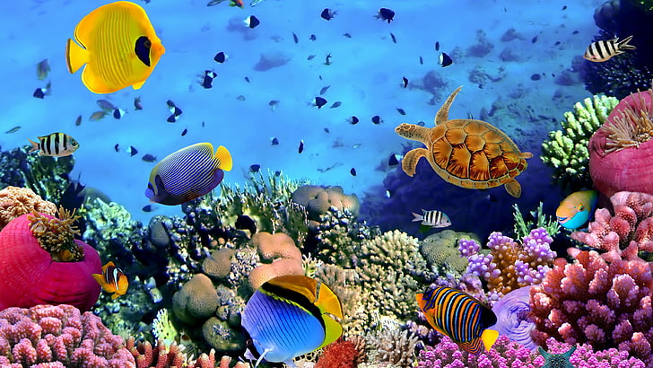 صورة عالية الوضوح للشعاب المرجانية، خلفية HD