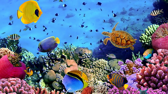 изображение кораллов высокой четкости, HD обои HD wallpaper