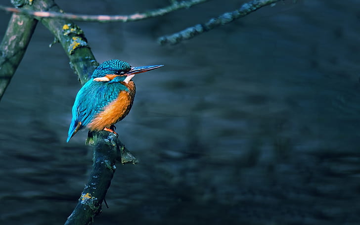 Gorgeous Little Bird, gorgeous, beautiful, HD wallpaper