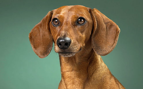adult tan dachshund, dachshund, dog, muzzle, ears, waiting, HD wallpaper HD wallpaper