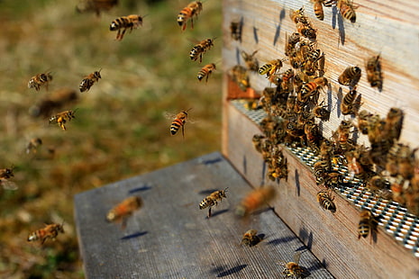 uma, abelha, colmeia, insetos, de, enxame, HD papel de parede HD wallpaper