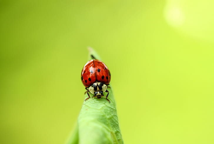 foto close-up ladybug merah, Happy, weekend, closeup, foto, red, ladybug, serangga, Blatt, leaf, Makro, macro, handheld, nature, beetle, Warna hijau, close-up, hewan, tanaman, rumput, tutul, musim panas, kecil, Wallpaper HD