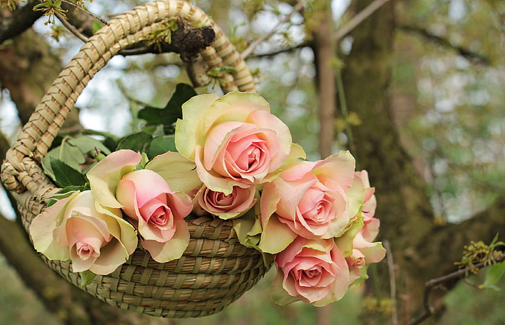 basket, beautiful, beauty, birthday card, blossomed, branch, emotions, flora, floral greeting, flower greeting card, flowers, fragrance, greeting card, love, map, mothers day, noble roses, pink, pink precious rode, HD wallpaper