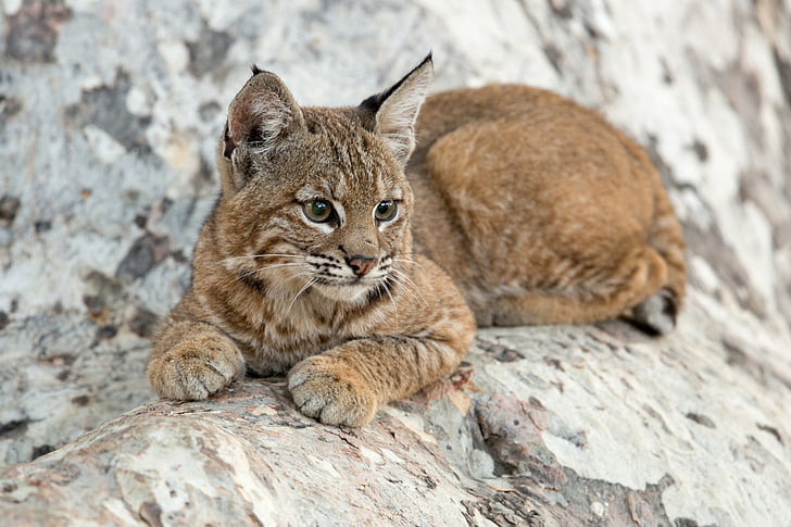 Kucing, Lynx, Bayi Binatang, Anak, Satwa Liar, Wallpaper HD