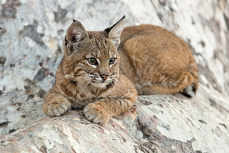 Chats, lynx, bébé animal, louveteau, faune, Fond d'écran HD HD wallpaper