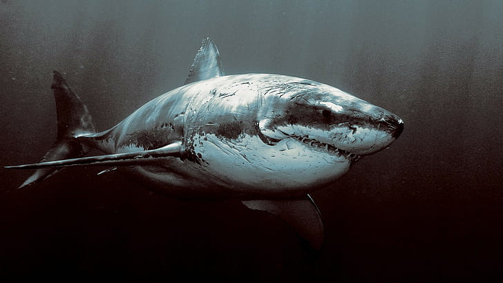 ฉลามมืดทะเลใต้น้ำสัตว์, วอลล์เปเปอร์ HD
