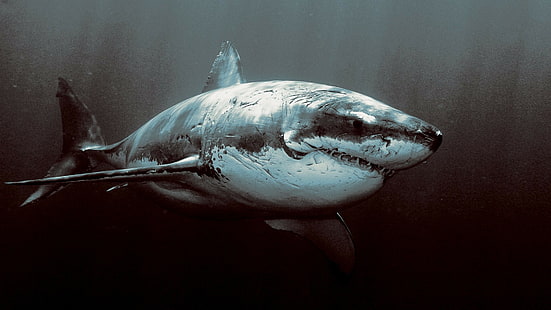 акула, темно, море, под водой, животные, HD обои HD wallpaper
