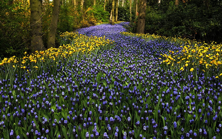 The Netherlands, Keukenhof Park, hyacinths flowers, tulips, trees, Netherlands, Keukenhof, Park, Hyacinths, Flowers, Tulips, Trees, HD wallpaper