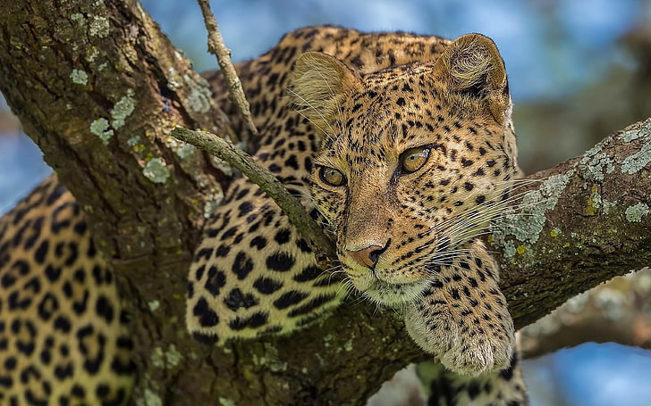 Leopard Perched On A Tree Monitoring Environment  Wallpaper Hd, HD wallpaper