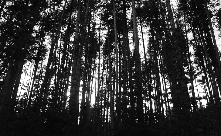 Drzewa czarno-białe, skala szarości lasu, czarno-białe, białe, czarne, drzewa, las, Tapety HD