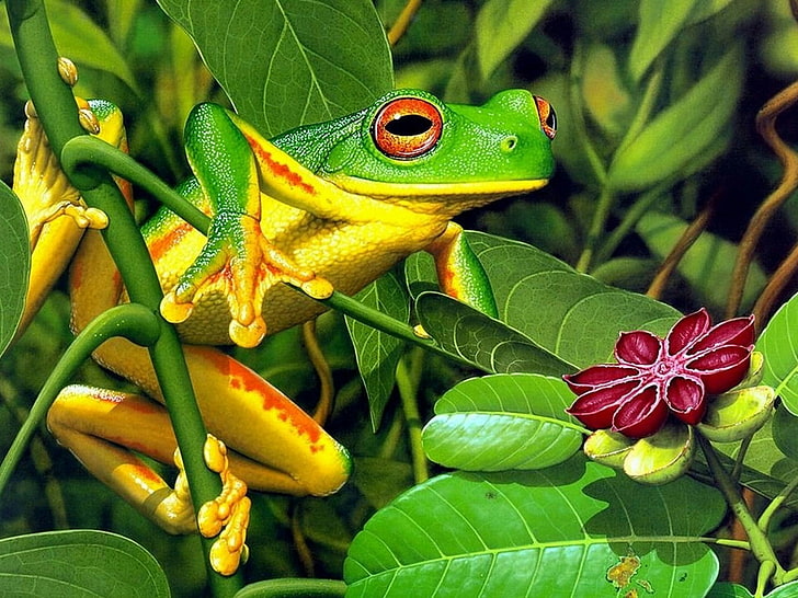 Burmeister's Leaf Frog, yellow and green frog, Animals, Frog, animal, green, leaves, HD wallpaper
