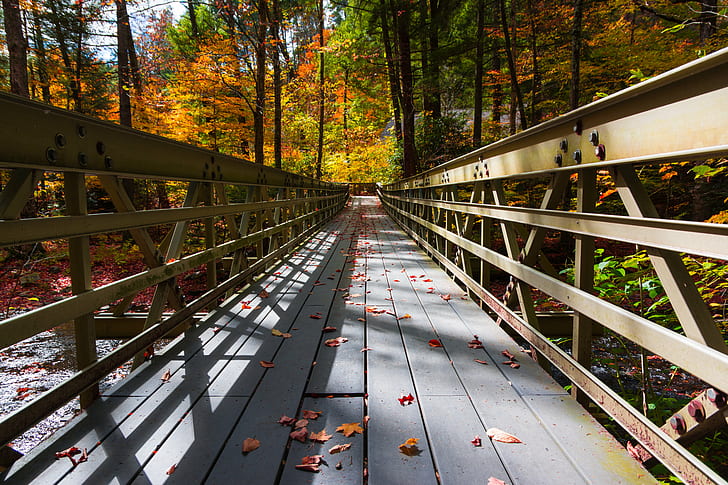 photo of gray wooden bridge, photo, wooden bridge, autumn  fall, forest, nature, tree, autumn, bridge - Man Made Structure, outdoors, leaf, HD wallpaper