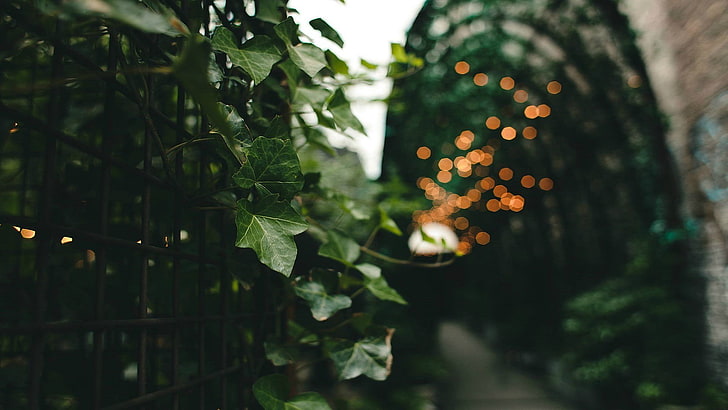 zielona roślina, fotografia płytkiej ostrości winorośli na czarnym ogrodzeniu z kutego żelaza, makro, liście, płot, zieleń, światła, rośliny, Tapety HD